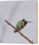 Hummingbird Tongue Wood Print