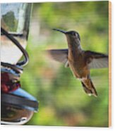 Hummingbird's Feeding Time Wood Print