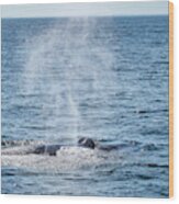 Humpback Whale Blow 1 Wood Print