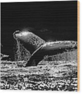 Humpback Whale Dive In Black And White Wood Print