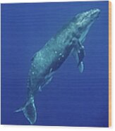 Humpback Whale Megaptera Novaeangliae Wood Print