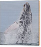 Humpback Whale Migration Wood Print