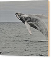 Humpback Whale Surfacing 2 Wood Print
