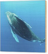 Humpback Whale Swim Wood Print