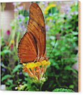 Hungry Orange Butterfly Wood Print