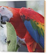 Hungry Parrot Wood Print