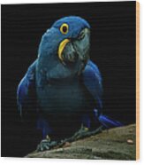 Hyacinth Macaw Wood Print