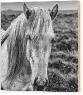 Iceland White Horse Wood Print