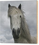 Icelandic Horse Wood Print