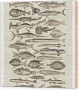 Ichthyology Ii Wood Print