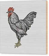 Illustration Of Plymouth Rock Chicken Wood Print