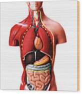 Inside Anatomical Male Model Wood Print