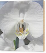 Inside The White Orchid Wood Print