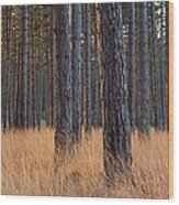 Interior Of A Pine Forest, Dorset Wood Print