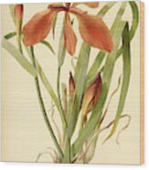 Iris Cuprea Copper Iris. Wood Print