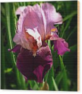 Iris In Pink And Violet Wood Print