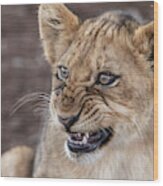 Irritated Lion Cub Wood Print