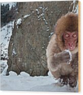Japanese Macaque, Honshu Island, Japan Wood Print