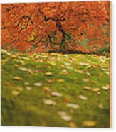 Japanese Maple Tree In Autumn Wood Print