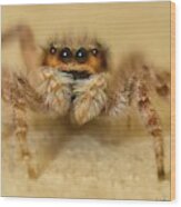 Jumping Spider Wood Print