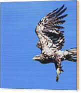 Juvenile Bald Eagle Take Off Wood Print