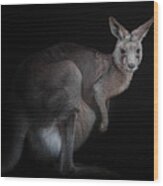 Kangaroo Wood Print