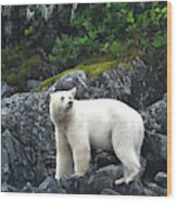 Kermode Bear Of The Great Bear Rainforest Wood Print