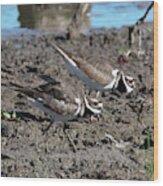 Killdeer Dmsb0190 Wood Print