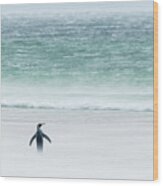 King Penguin On Windy Volunteer Beach Wood Print