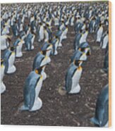 King Penguin Rookery, Falklands Wood Print