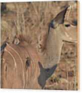 Kudu With Oxpeckers Wood Print