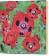 Ladybird Poppies Wood Print