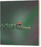 Ladybug On Butterfly Bush Wood Print