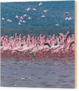 Lake Nakuru Flamingos Wood Print