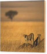 Landsape Of Cheetah Wood Print