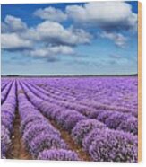 Landscape With Blooming Lavender Field Wood Print
