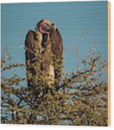 Lappet-faced Vulture 1 Wood Print