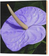 Lavender Anthurium Wood Print
