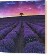 Lavender Dreams Wood Print