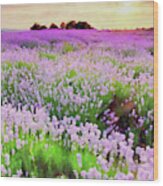 Lavender Fields - 16 Wood Print