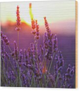 Lavender Flowers And Sunset Wood Print