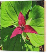 Leafy Red Trillium Wood Print
