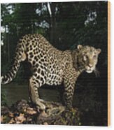 Leopard In Rainforest, Gabon Wood Print