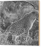 Leopard Sitting Black And White Wood Print