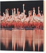 Lesser Flamingos  Phoenicopterus Ruber Wood Print