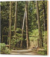 Let's Go Hiking, Olympic National Park, Mary Mere Fall, Washington Wood Print