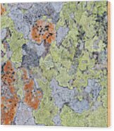 Lichen On Stone Wood Print