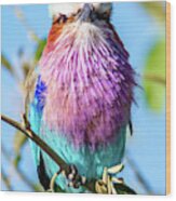 Lilac Breasted Roller Of Africa Wood Print