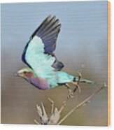 Lilac-breasted Roller On Takeoff Wood Print