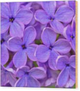 Lilac Flower Wood Print